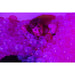 Experia ball pool balls pink top view